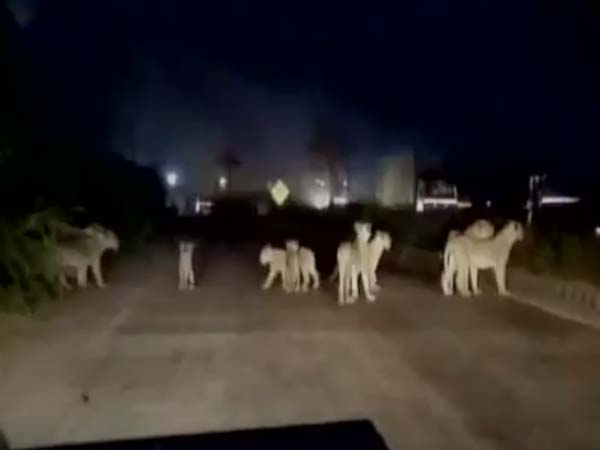 நெடுஞ்சாலையில் வாகனங்களை மறித்த சிங்கக்கூட்டம்..!