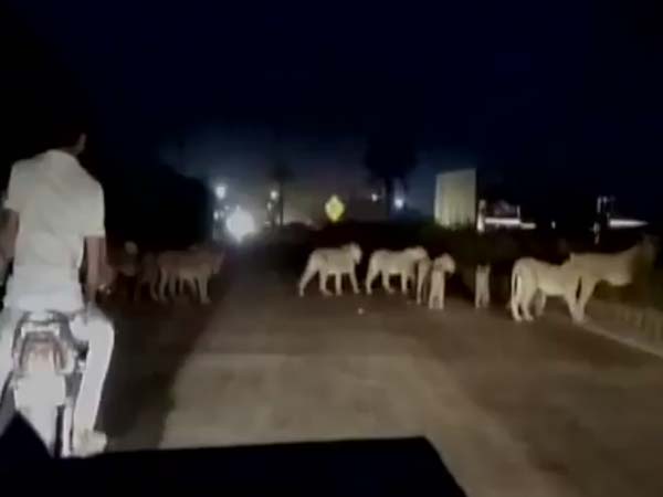 நெடுஞ்சாலையில் வாகனங்களை மறித்த சிங்கக்கூட்டம்..!
