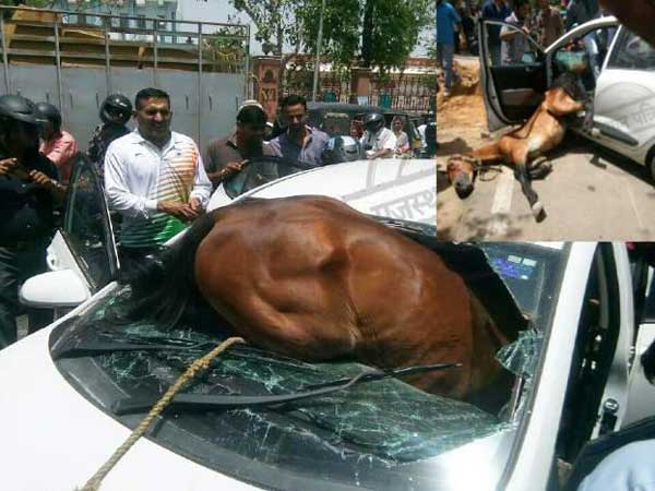 வெயிலின் தாக்கத்தை சமாளிக்க ஏசி காற்று வாங்கி குதிரை..!