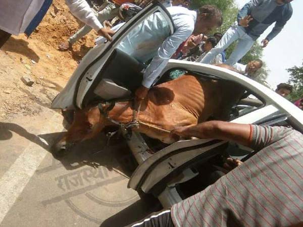 வெயிலின் தாக்கத்தை சமாளிக்க ஏசி காற்று வாங்கி குதிரை..!