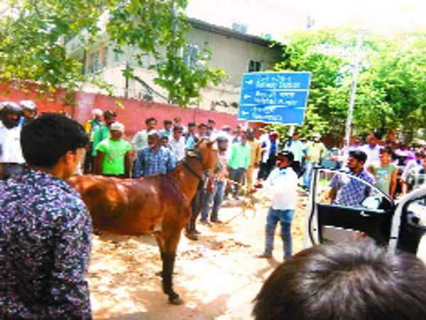 வெயிலின் தாக்கத்தை சமாளிக்க ஏசி காற்று வாங்கி குதிரை..!