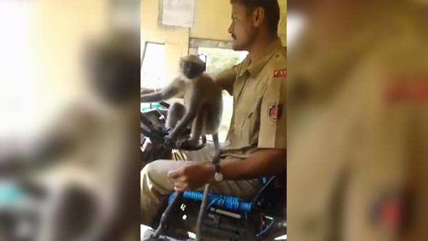 அரசு பஸ்ஸை குரங்கு ஓட்டி சென்றதால் உயிரை கையில் பிடித்தபடி பயணித்த மக்கள்.. திக்.. திக்.. வீடியோ..
