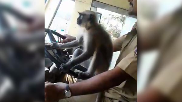 அரசு பஸ்ஸை குரங்கு ஓட்டி சென்றதால் உயிரை கையில் பிடித்தபடி பயணித்த மக்கள்.. திக்.. திக்.. வீடியோ..