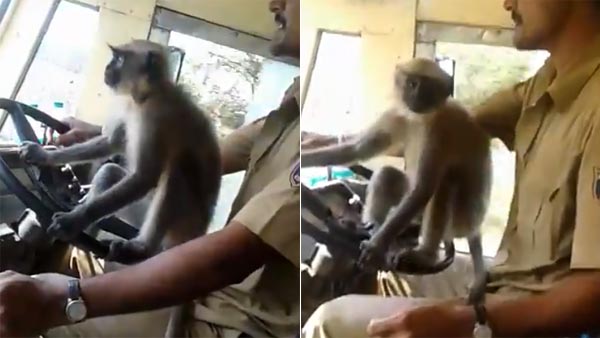அரசு பஸ்ஸை குரங்கு ஓட்டி சென்றதால் உயிரை கையில் பிடித்தபடி பயணித்த மக்கள்.. திக்.. திக்.. வீடியோ..