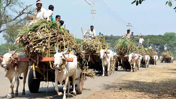 மாட்டு வண்டிக்கு கடும் அபராதம்... அதிர்ந்து போன விவசாயி... போலீஸ் சொன்ன காரணம் அதை விட அதிர்ச்சி