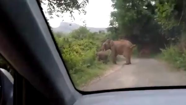காரை முன்னும், பின்னும் சுற்றி வளைத்த யானைகள்... தமிழக வனப்பகுதியில் திக் திக் சம்பவம்... வீடியோ
