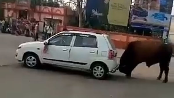 மாருதி சுசுகி காரை குத்தி தூக்கி பந்தாடிய காளை மாடு... வீடியோவை பாருங்க