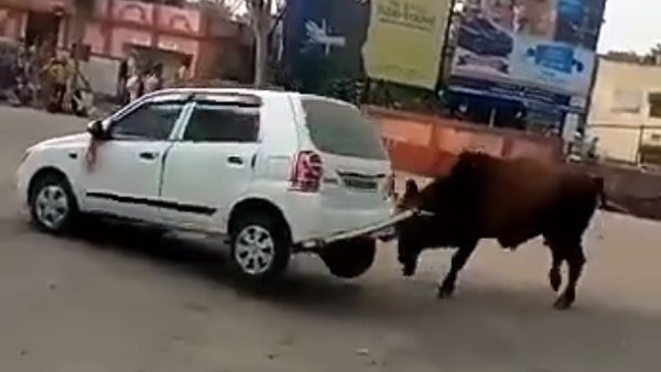 மாருதி சுசுகி காரை குத்தி தூக்கி பந்தாடிய காளை மாடு... வீடியோவை பாருங்க
