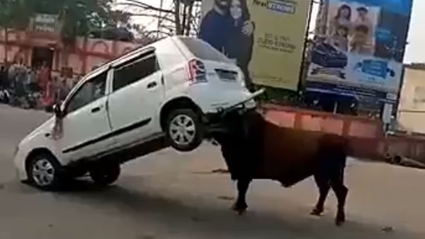 மாருதி சுசுகி காரை குத்தி தூக்கி பந்தாடிய காளை மாடு... வீடியோவை பாருங்க