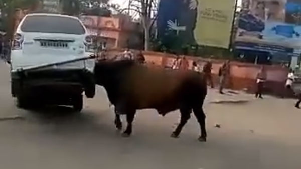 மாருதி சுசுகி காரை குத்தி தூக்கி பந்தாடிய காளை மாடு... வீடியோவை பாருங்க