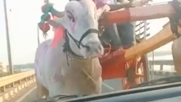 உல்லாச கப்பல்களின் நடுங்க வைக்கும் மர்மம்... திடீர் திடீரென மறைந்து போகும் பயணிகள்... ஏன் தெரியுமா?