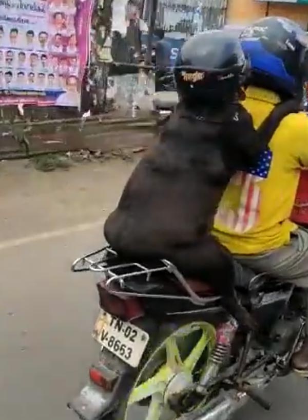 ஹெல்மெட் அணிந்து கொண்டு சென்னையை கலக்கிய நாய்! தலைவர் படத்த விடுங்க... பர்ஸ்ட் இந்த வீடியோவ பாருங்க