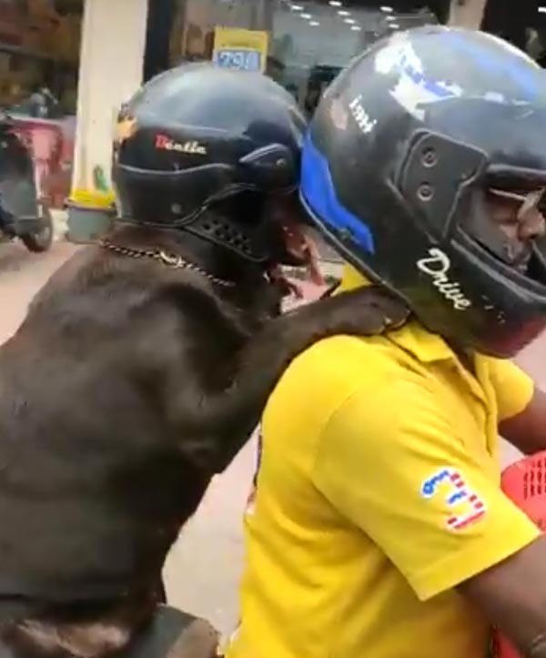 ஹெல்மெட் அணிந்து கொண்டு சென்னையை கலக்கிய நாய்! தலைவர் படத்த விடுங்க... பர்ஸ்ட் இந்த வீடியோவ பாருங்க