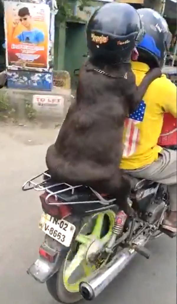 ஹெல்மெட் அணிந்து கொண்டு சென்னையை கலக்கிய நாய்! தலைவர் படத்த விடுங்க... பர்ஸ்ட் இந்த வீடியோவ பாருங்க
