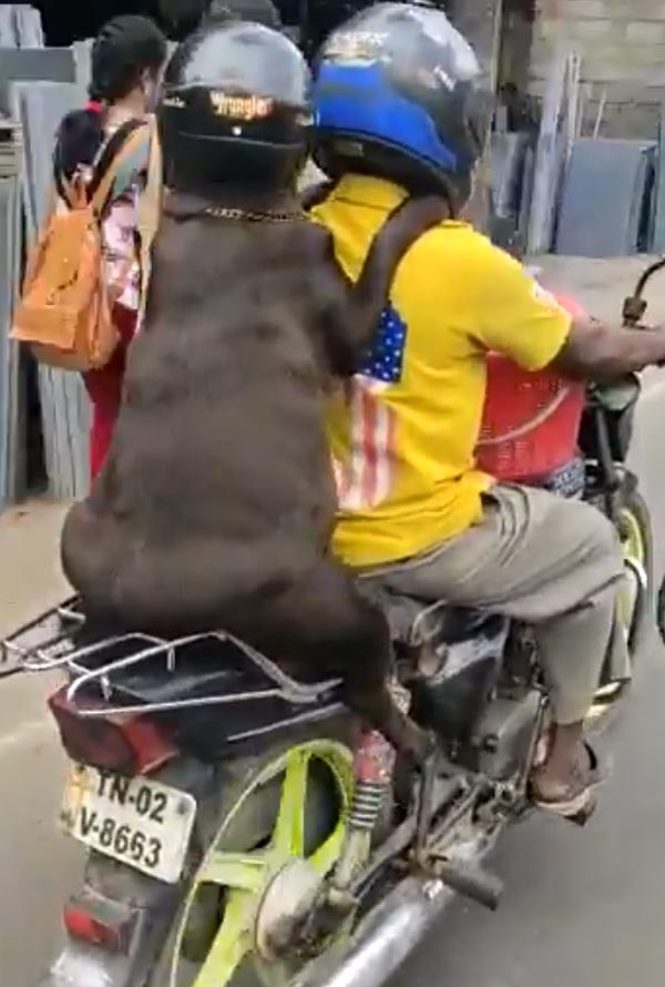 ஹெல்மெட் அணிந்து கொண்டு சென்னையை கலக்கிய நாய்! தலைவர் படத்த விடுங்க... பர்ஸ்ட் இந்த வீடியோவ பாருங்க
