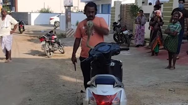 ஆக்டிவா ஸ்கூட்டருக்குள் புகுந்த நாக பாம்பு... ஊரடங்கால் கிளம்பும் புதிய பிரச்னை...