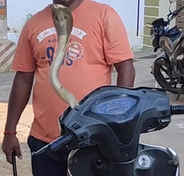 ஆக்டிவா ஸ்கூட்டருக்குள் புகுந்த நாக பாம்பு... ஊரடங்கால் கிளம்பும் புதிய பிரச்னை...