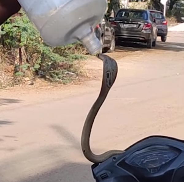 ஆக்டிவா ஸ்கூட்டருக்குள் புகுந்த நாக பாம்பு... ஊரடங்கால் கிளம்பும் புதிய பிரச்னை...