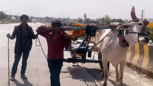 மாட்டு வண்டியில் தன்னை பூட்டி கொண்டு 25 கிமீ இழுத்து சென்ற இளைஞர்... காரணத்தை கேட்டு கலங்கும் மக்கள்
