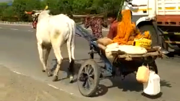 மாட்டு வண்டியில் தன்னை பூட்டி கொண்டு 25 கிமீ இழுத்து சென்ற இளைஞர்... காரணத்தை கேட்டு கலங்கும் மக்கள்