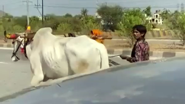 மாட்டு வண்டியில் தன்னை பூட்டி கொண்டு 25 கிமீ இழுத்து சென்ற இளைஞர்... காரணத்தை கேட்டு கலங்கும் மக்கள்