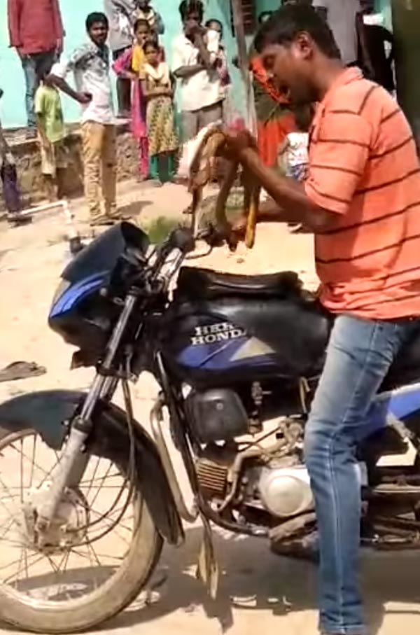 'படை வேணும்னா அஞ்சும், நான் மாட்டேன்' - போதை ஆசாமியிடம் சிக்கிய பாம்பு... என்ன நடந்தது தெரியுமா..?