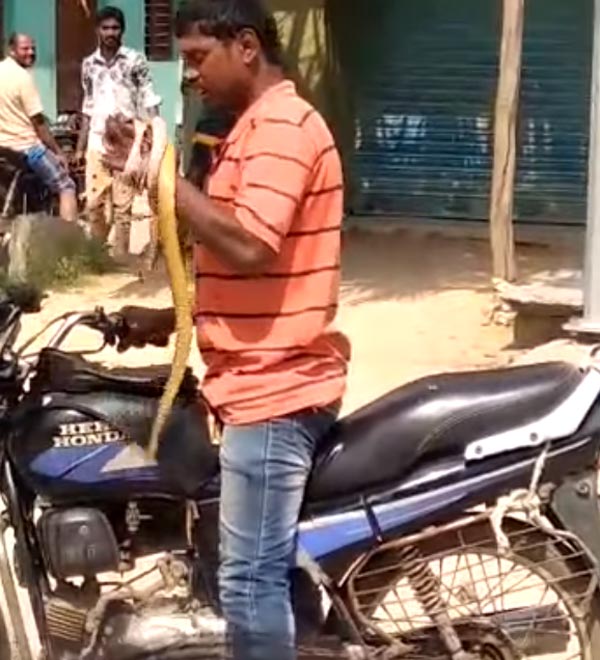 'படை வேணும்னா அஞ்சும், நான் மாட்டேன்' - போதை ஆசாமியிடம் சிக்கிய பாம்பு... என்ன நடந்தது தெரியுமா..?