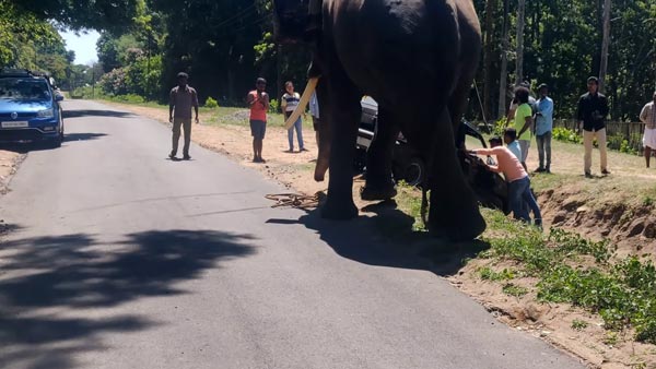 வெளியேற திணறிய மாருதி 800... துதிக்கை கொடுத்து உதவிய பிரமாண்ட உருவமுடைய நண்பன்... வீடியோ!