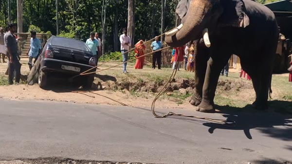 வெளியேற திணறிய மாருதி 800... துதிக்கை கொடுத்து உதவிய பிரமாண்ட உருவமுடைய நண்பன்... வீடியோ!