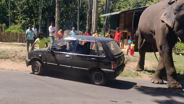 வெளியேற திணறிய மாருதி 800... துதிக்கை கொடுத்து உதவிய பிரமாண்ட உருவமுடைய நண்பன்... வீடியோ!