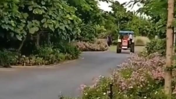இளையராஜா இசை ஒலிக்க டிராக்டரில் கெத்தாக வந்திறங்கிய தல தோனி... அரிய வீடியோவை வெளியிட்ட சிஎஸ்கே!
