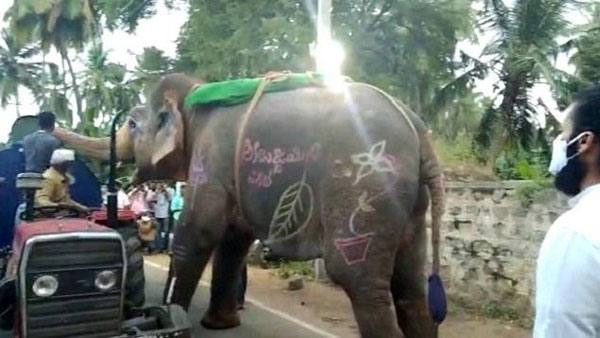 ரொம்ப தாகம்... டிராக்டரை நிறுத்தி தண்ணீர் குடித்த யானை... சமூக வலை தளங்களில் வைரலாகும் வீடியோ!