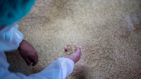 வீணாகும் 140 மில்லியன் டன் அரிசி உமி! காரின் பாகமாக மாற்ற பிரபல நிறுவனம் திட்டம்... கேக்கும்போதே அசத்தலா இருக்கே!