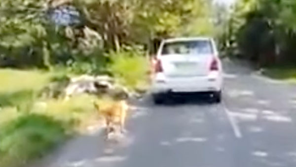 நாயை காரில் கட்டி தரதரவென இழுத்து சென்றதற்கு காரணம் இதுதானாம்... வெளிவந்த தகவலால் அதிர்ச்சியில் உறைந்த மக்கள்