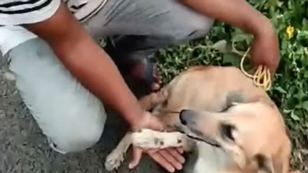 நாயை காரில் கட்டி தரதரவென இழுத்து சென்றதற்கு காரணம் இதுதானாம்... வெளிவந்த தகவலால் அதிர்ச்சியில் உறைந்த மக்கள்