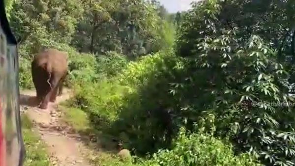 நடுக்காட்டில் யானையிடம் சிக்கி கொண்ட பிரபல நடிகர்... புத்திசாலித்தனமாக நடந்து கொண்டதால் தப்பினார்... வீடியோ...