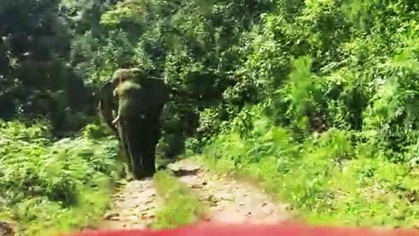 நடுக்காட்டில் யானையிடம் சிக்கி கொண்ட பிரபல நடிகர்... புத்திசாலித்தனமாக நடந்து கொண்டதால் தப்பினார்... வீடியோ...