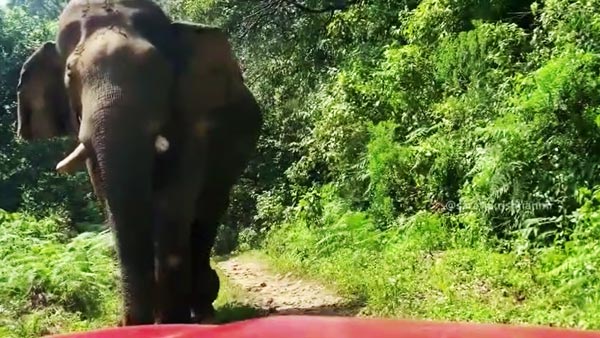 நடுக்காட்டில் யானையிடம் சிக்கி கொண்ட பிரபல நடிகர்... புத்திசாலித்தனமாக நடந்து கொண்டதால் தப்பினார்... வீடியோ...