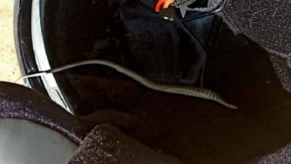 Image result for snake in helmet